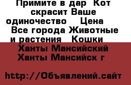 Примите в дар. Кот скрасит Ваше одиночество. › Цена ­ 0 - Все города Животные и растения » Кошки   . Ханты-Мансийский,Ханты-Мансийск г.